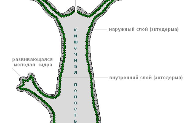 Прямая ссылка на кракен